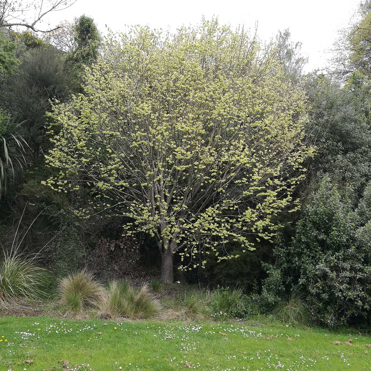 WuHoo Timaru Centennial Park King Quarry Tree 