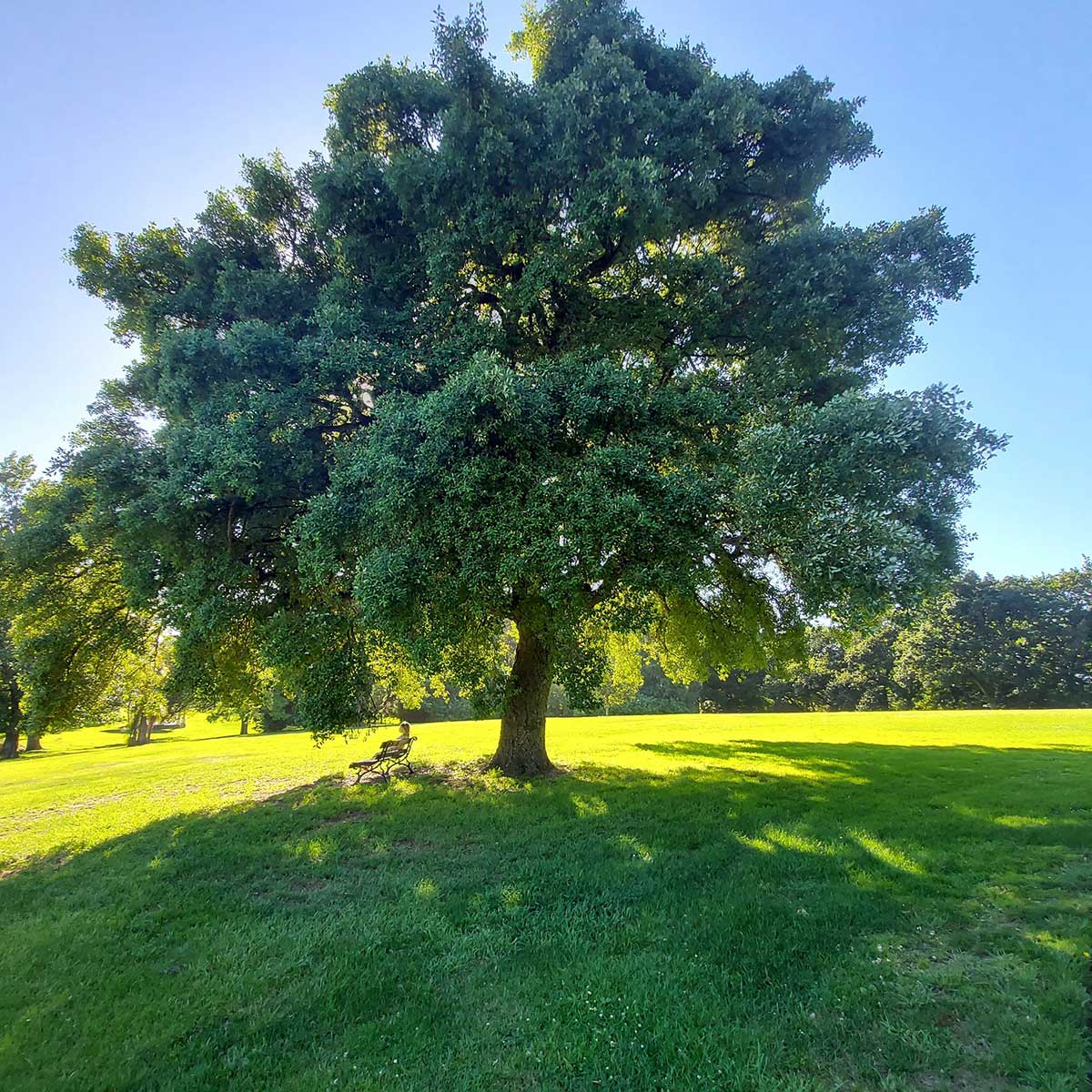 WuHooTimaru CorkOak Timaru Botanic Gardens 01