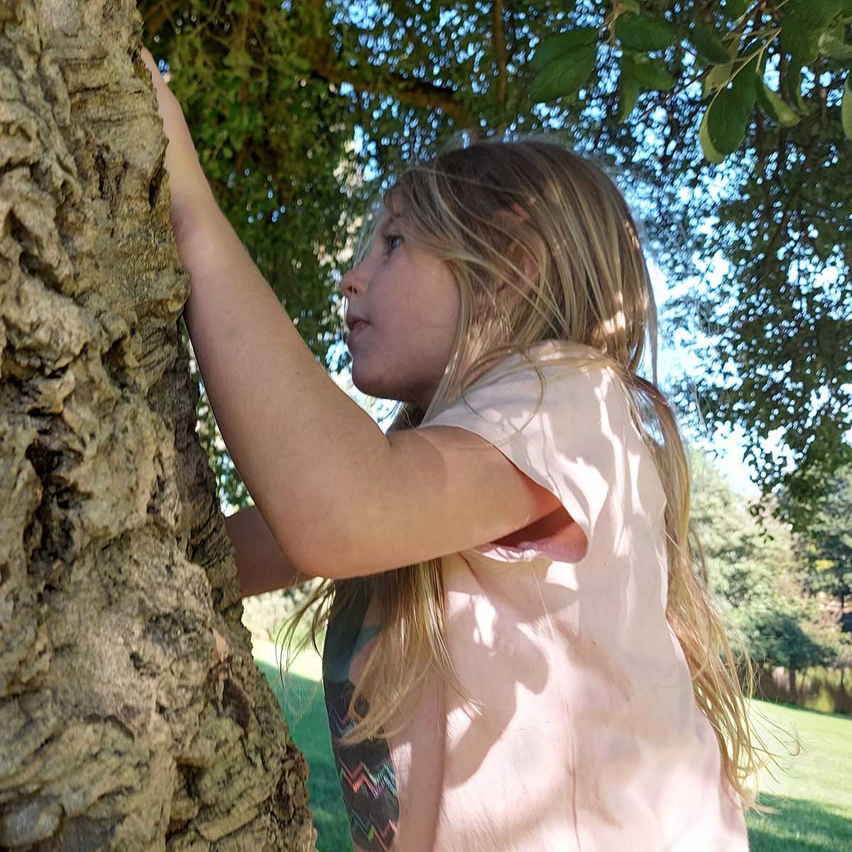 WuHooTimaru CorkOak Timaru Botanic Gardens 01