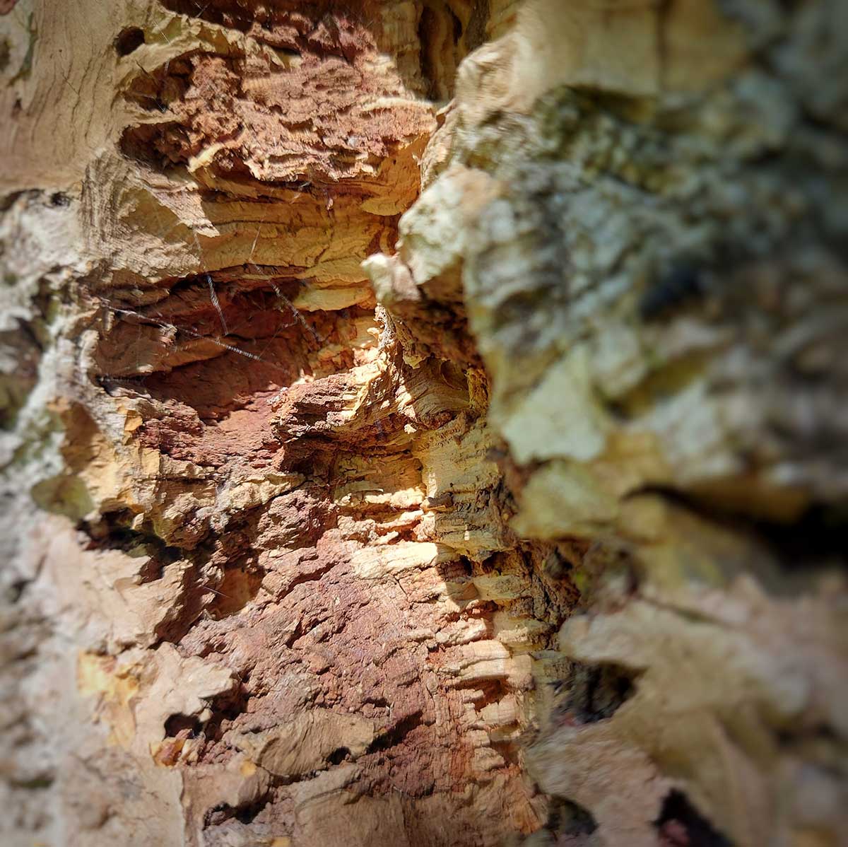 WuHooTimaru CorkOak Timaru Botanic Gardens 01