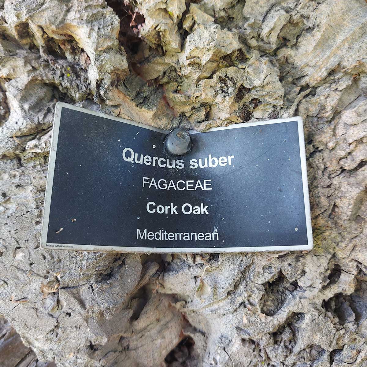 WuHooTimaru CorkOak Timaru Botanic Gardens 01