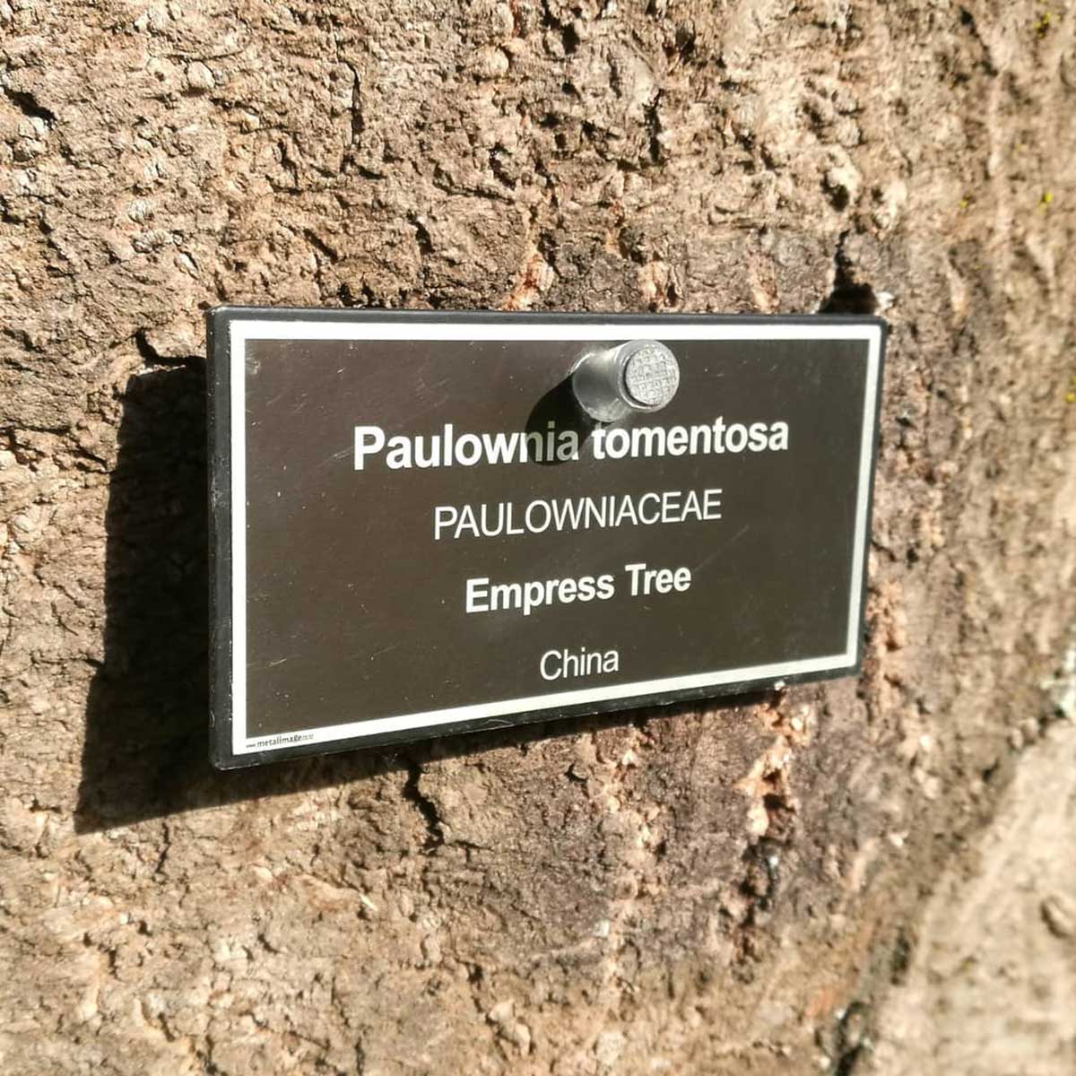 WuHooTimaru Empress Tree Botanic Gardens 03