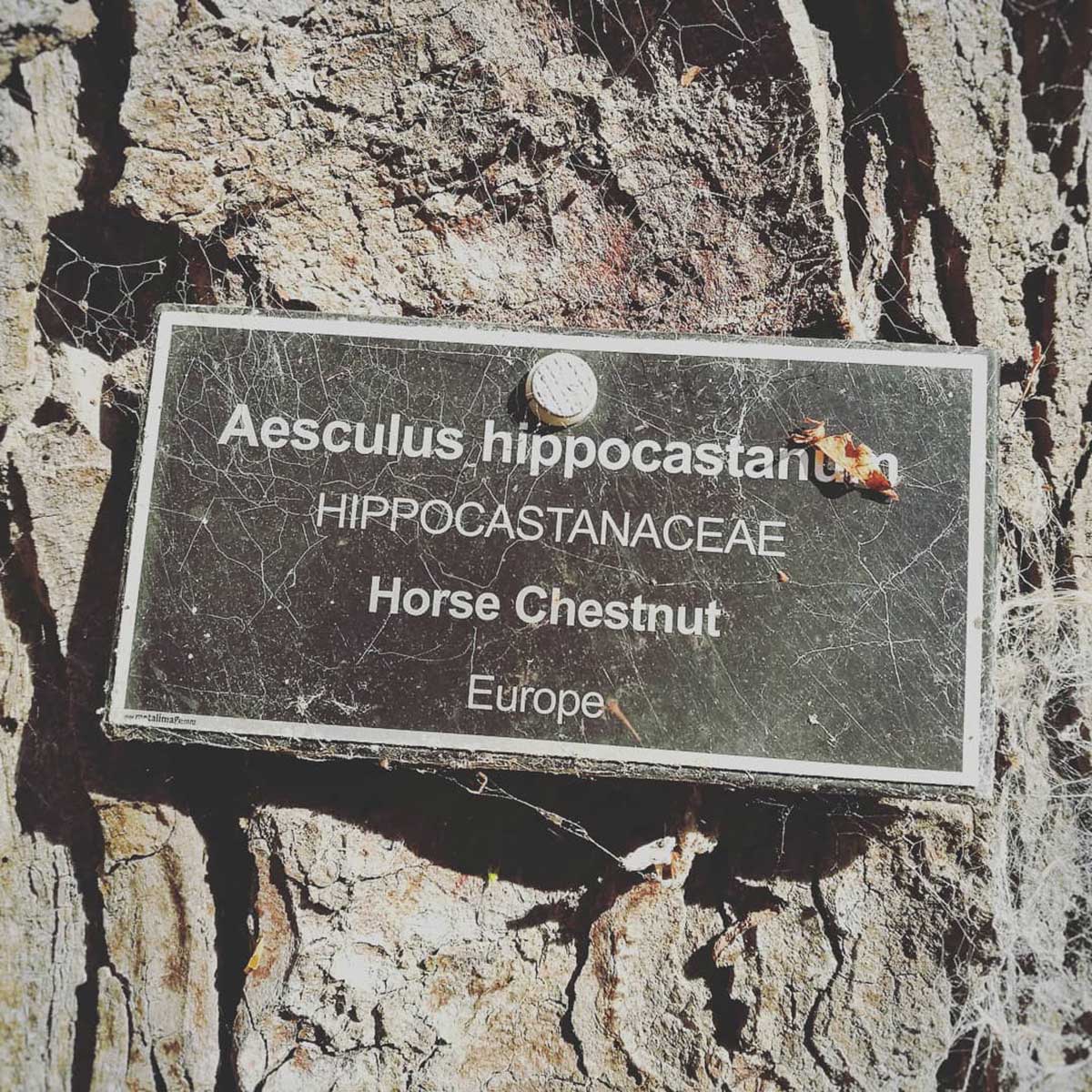 WuHooTimaru Horse Chestnut Tree Timaru Botanic Gardens