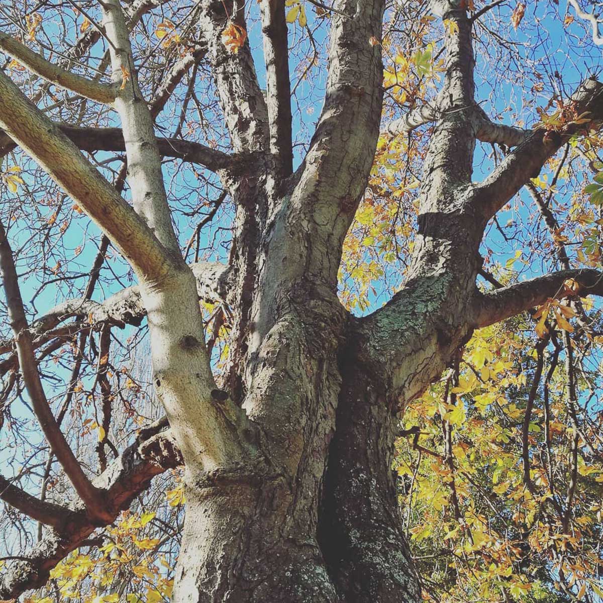 WuHooTimaru Horse Chestnut Tree Timaru Botanic Gardens