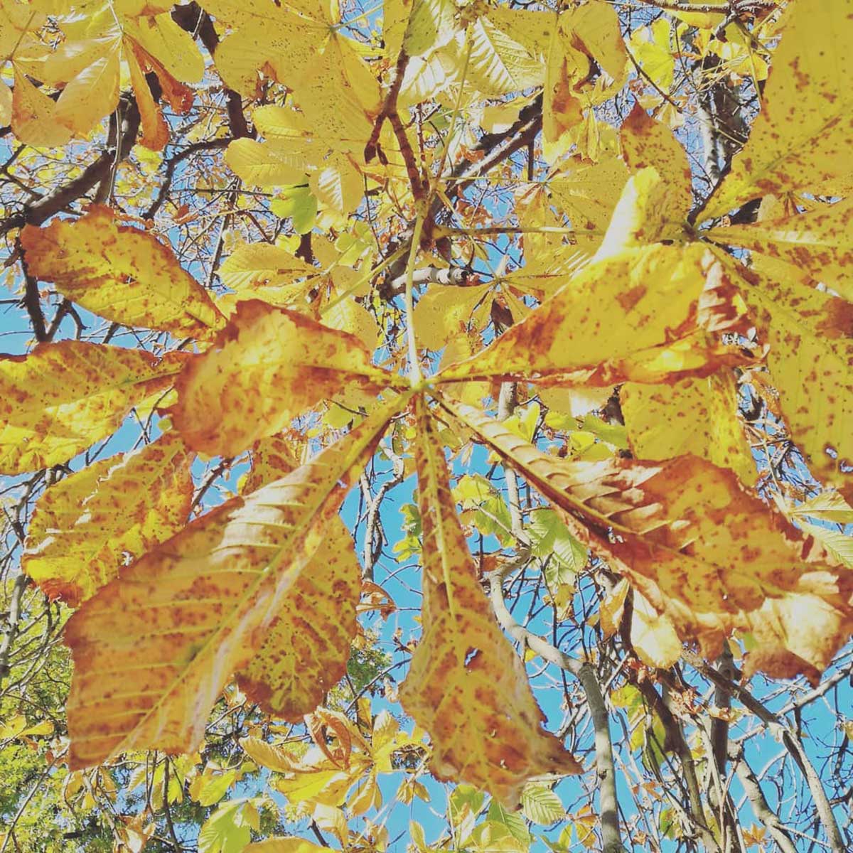 WuHooTimaru Horse Chestnut Tree Timaru Botanic Gardens