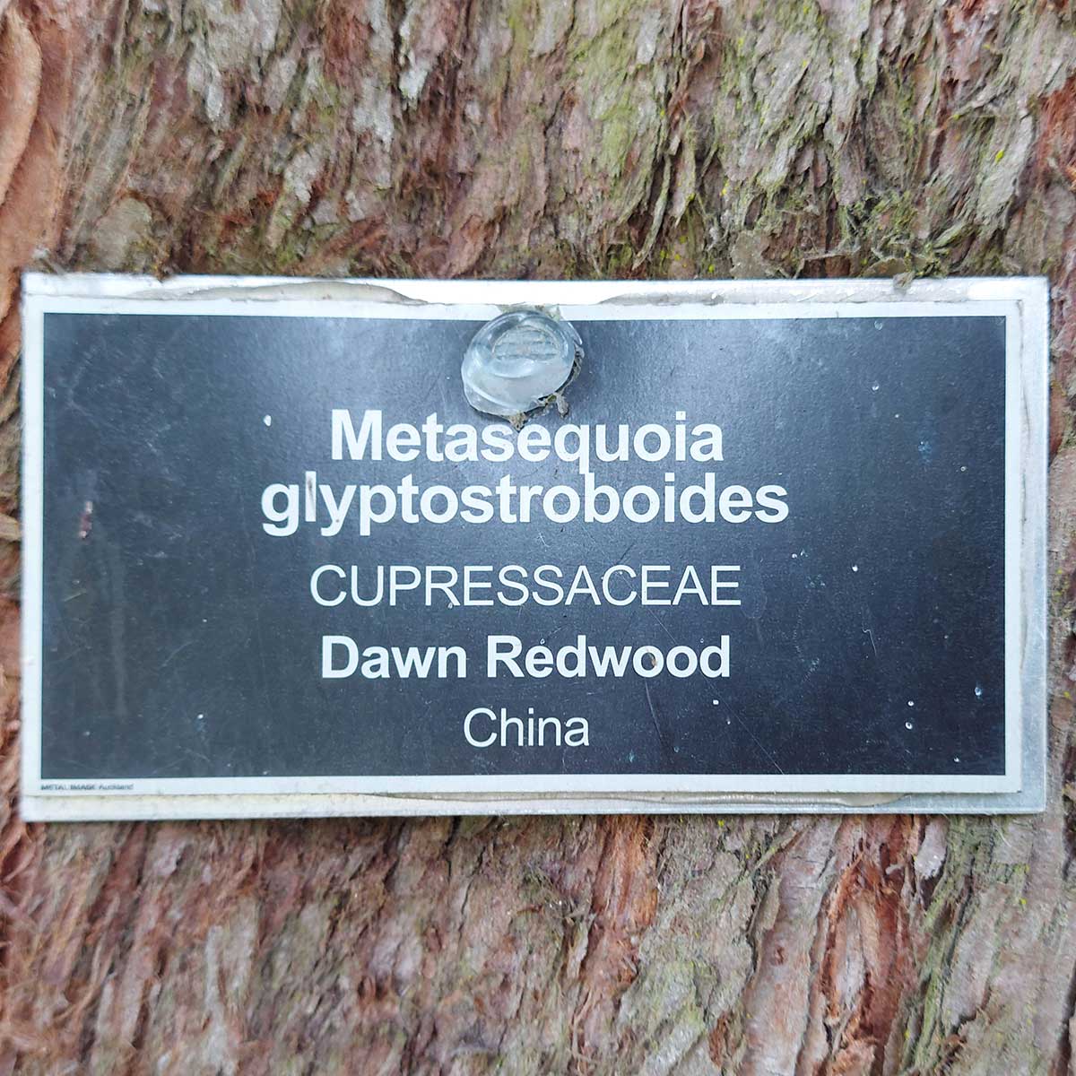 WuHooTimaru Metasequoia Dawn Redwood