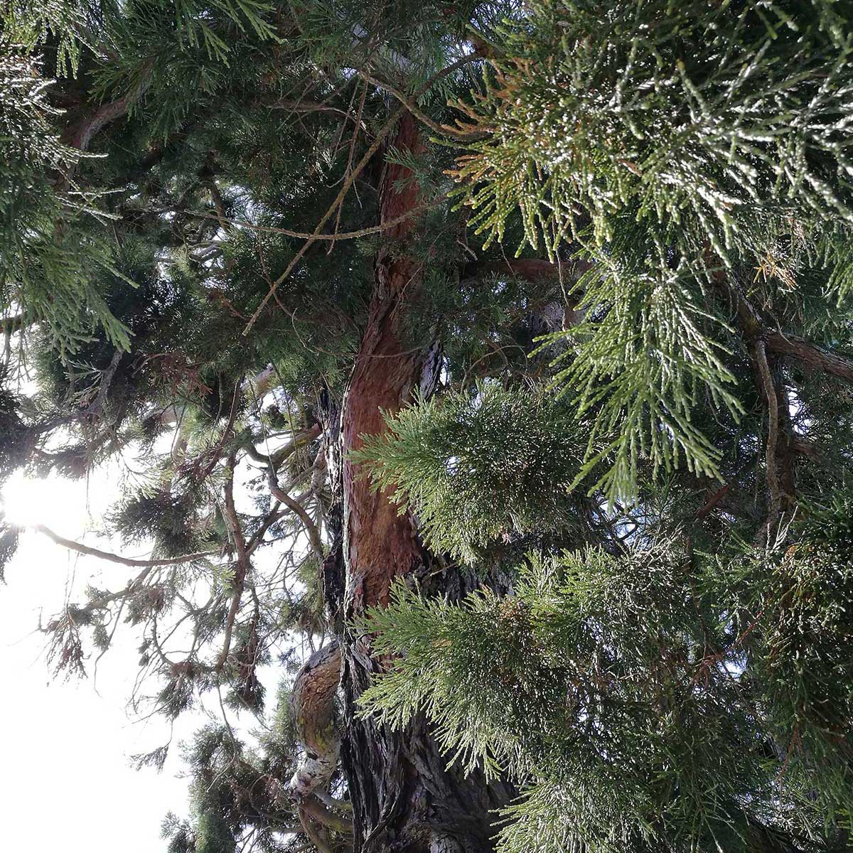 WuHooTimaru Perth St 152054 01