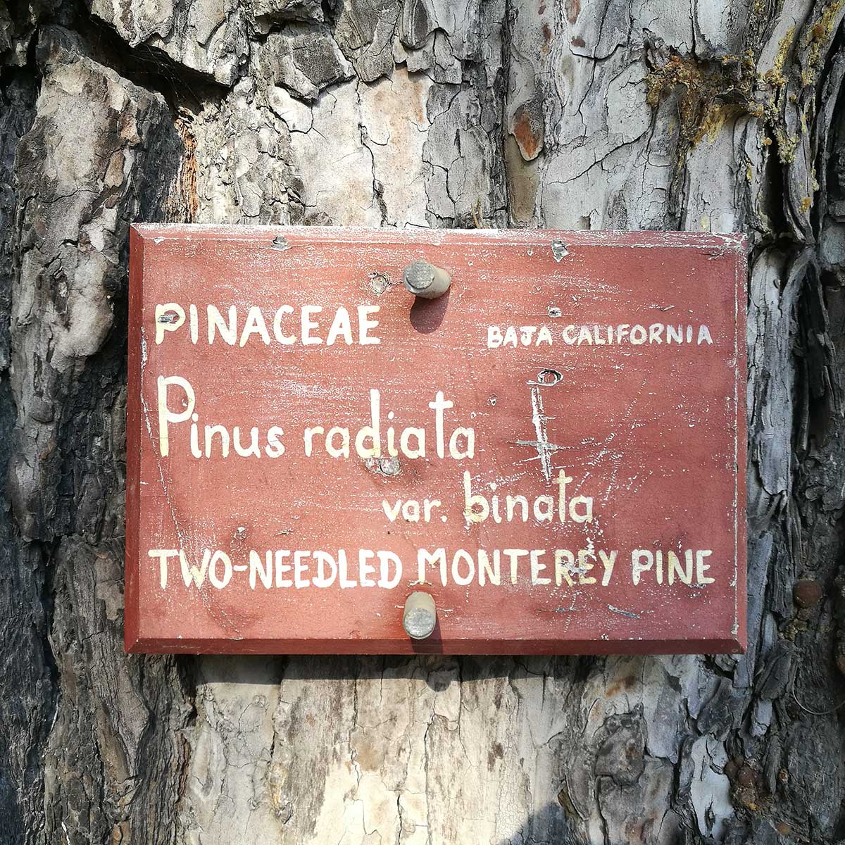 WuHooTimaru Pinus Radiata Botanic Gardens