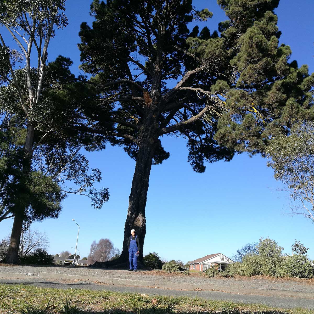 WuHooTimaru Pinus Radiata Botanic Gardens
