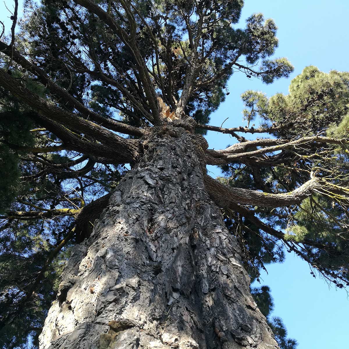WuHooTimaru Pinus Radiata Botanic Gardens