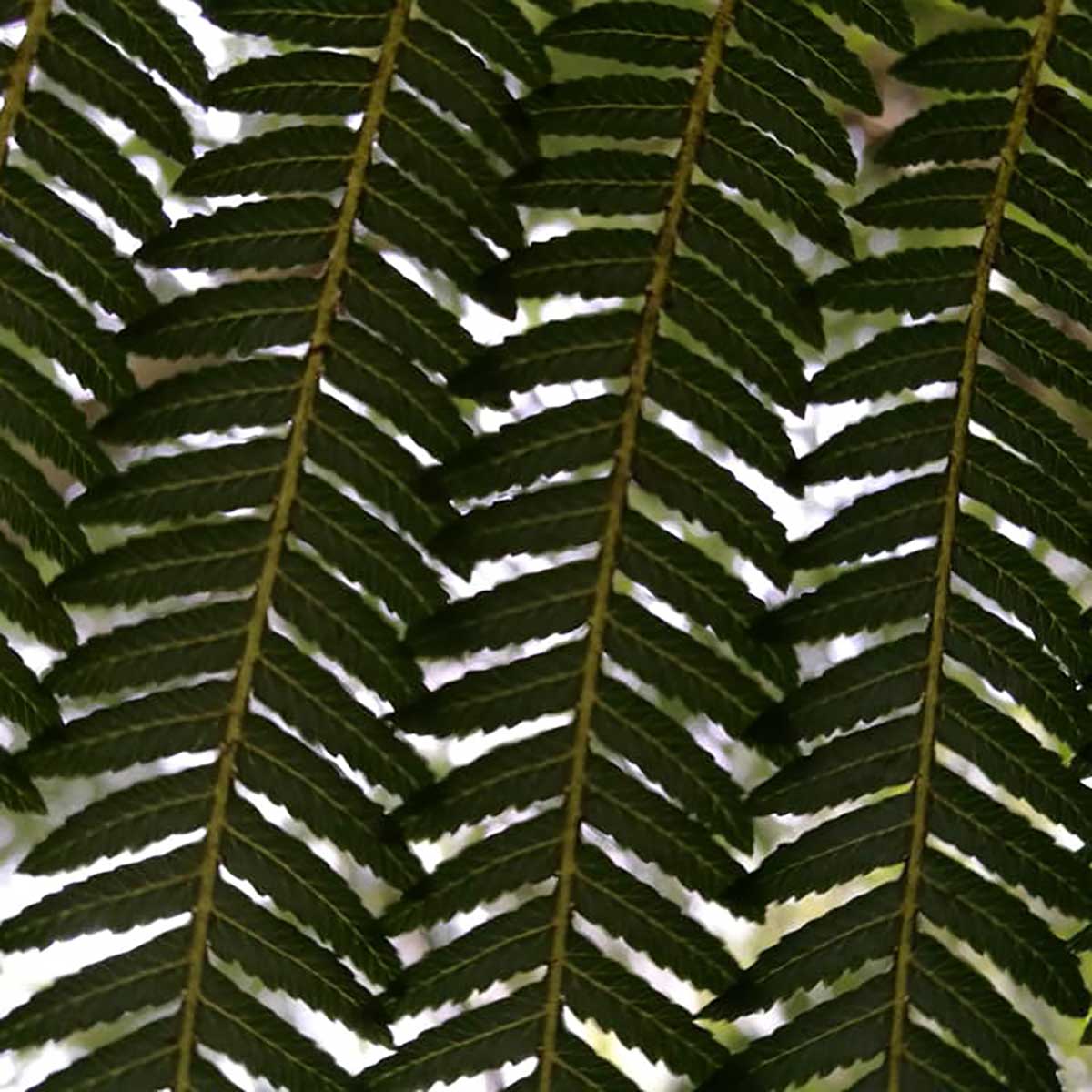 WuHooTimaru Pnga Silver Fern