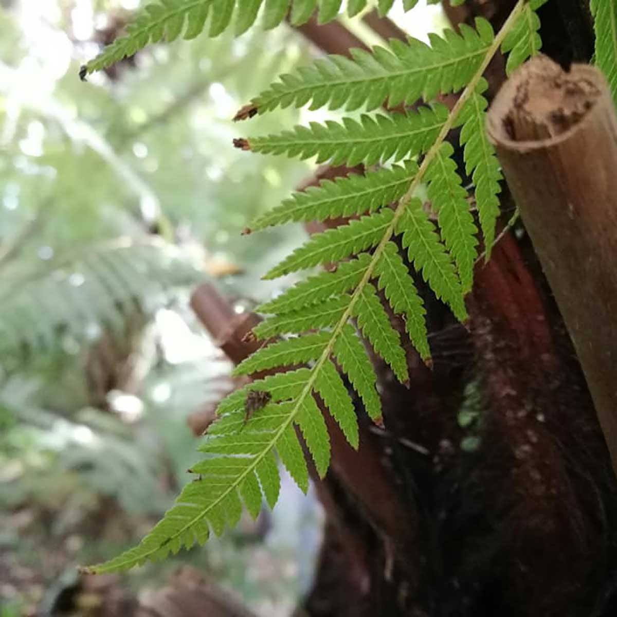 WuHooTimaru Pnga Silver Fern