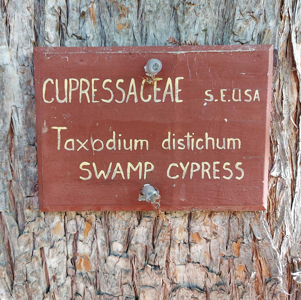 WuHooTimaru SwampCypress 00
