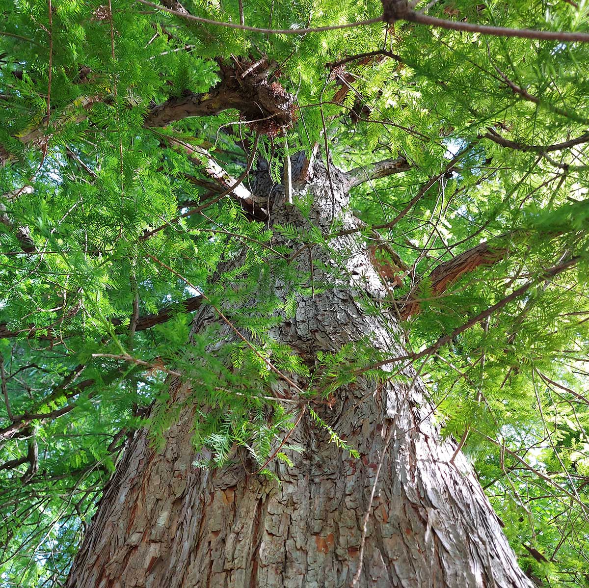 WuHooTimaru SwampCypress 00