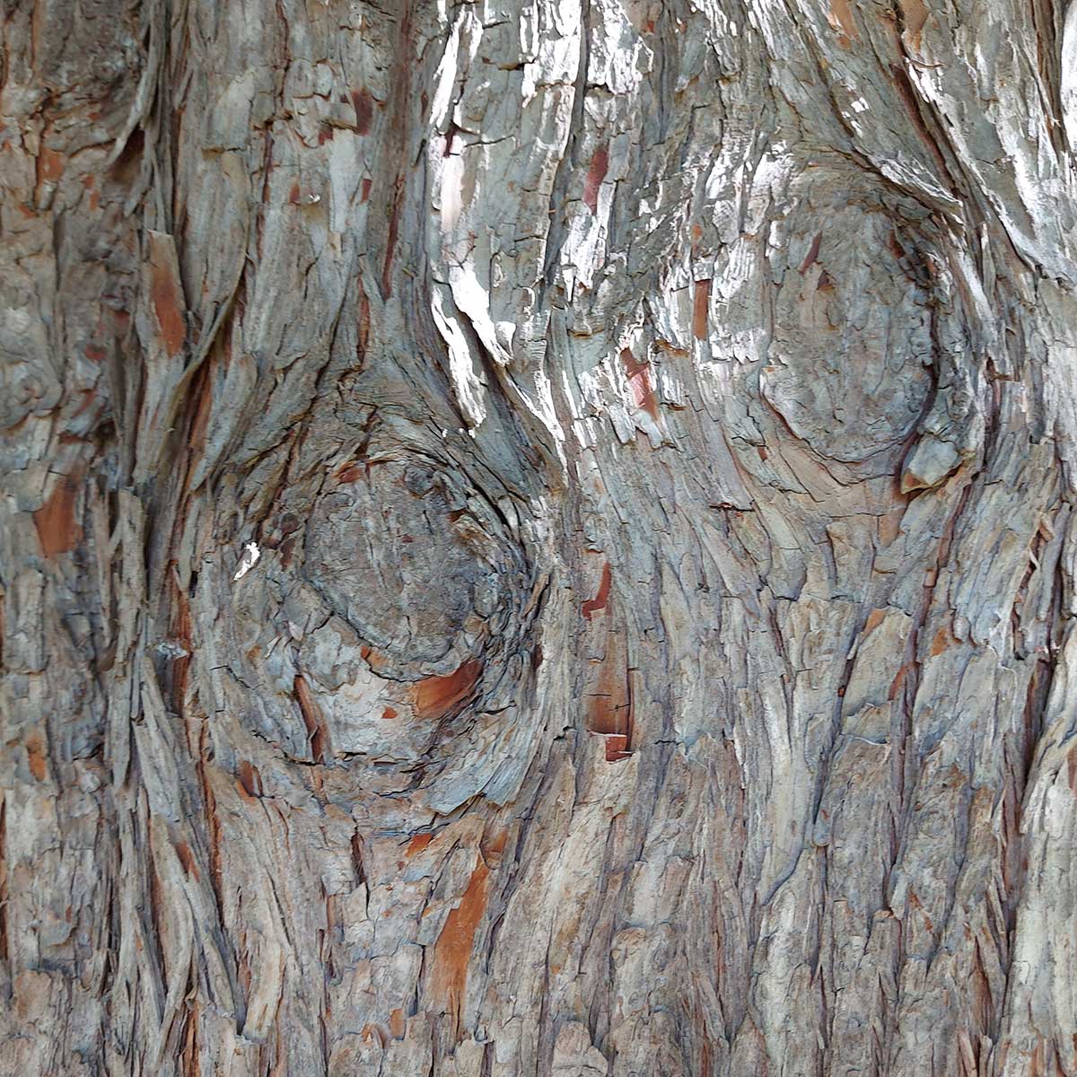 WuHooTimaru SwampCypress 00