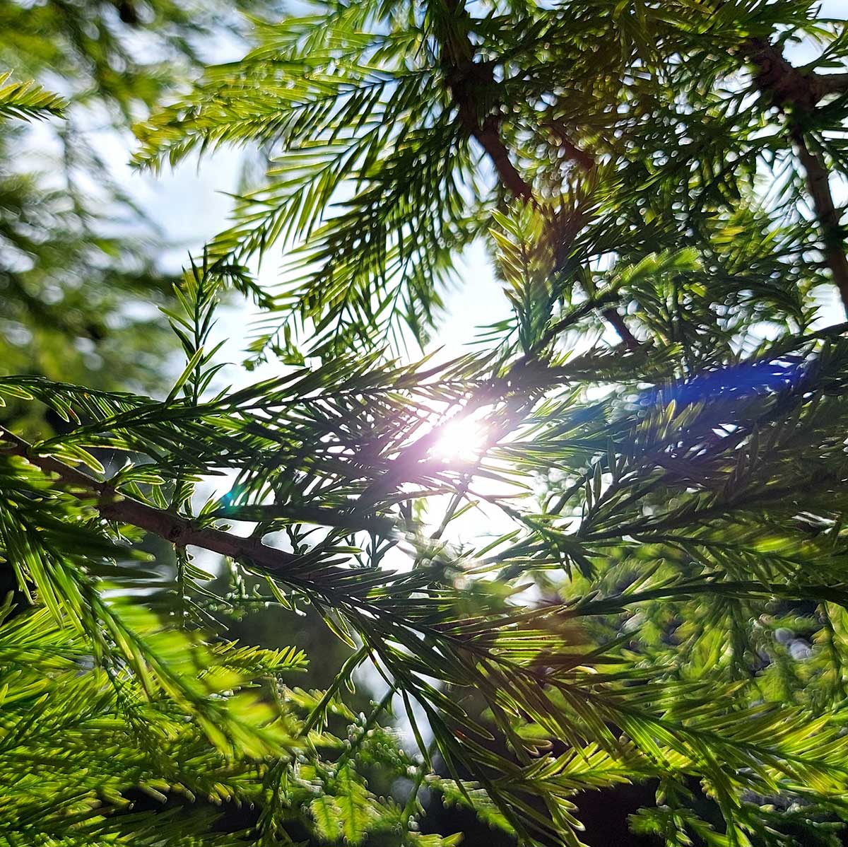 WuHooTimaru SwampCypress 00