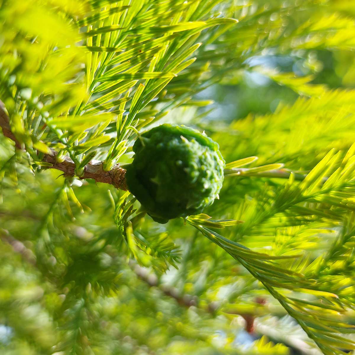 WuHooTimaru SwampCypress 00