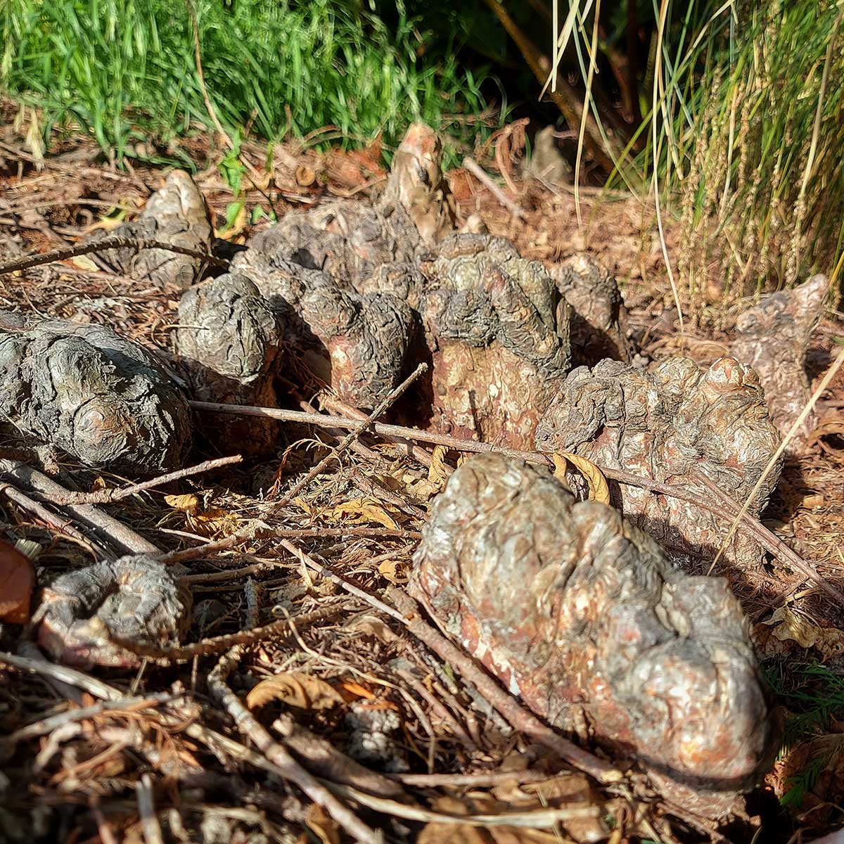 WuHooTimaru SwampCypress 00