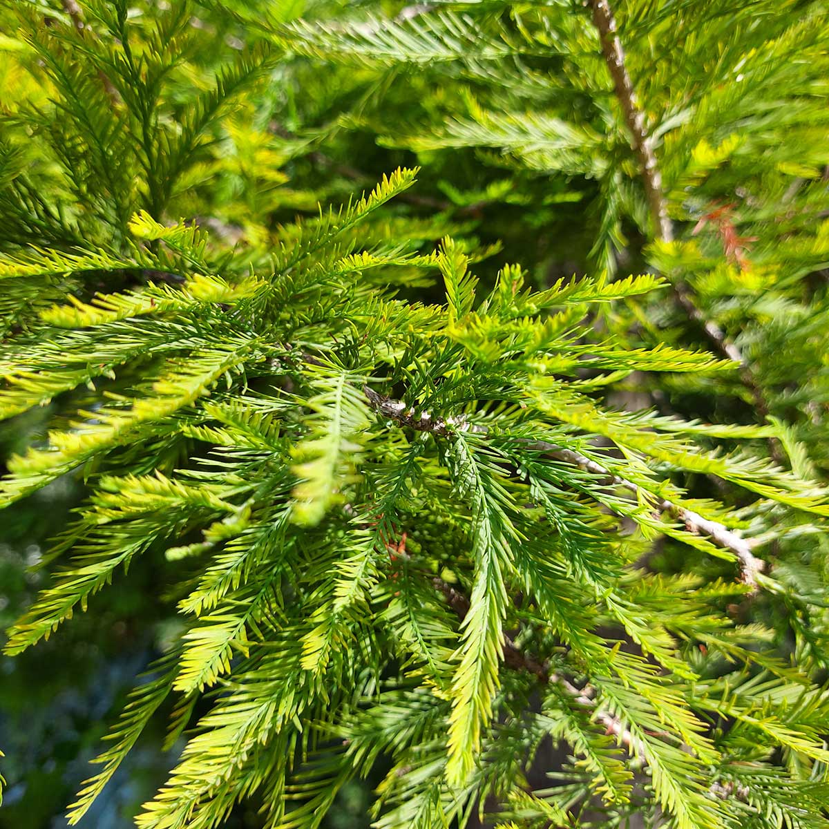 WuHooTimaru SwampCypress 00
