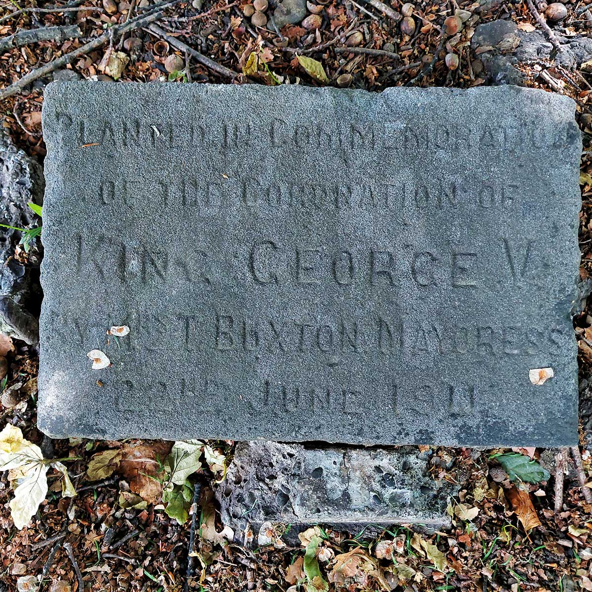 WuHooTimaru Trees 102731 01