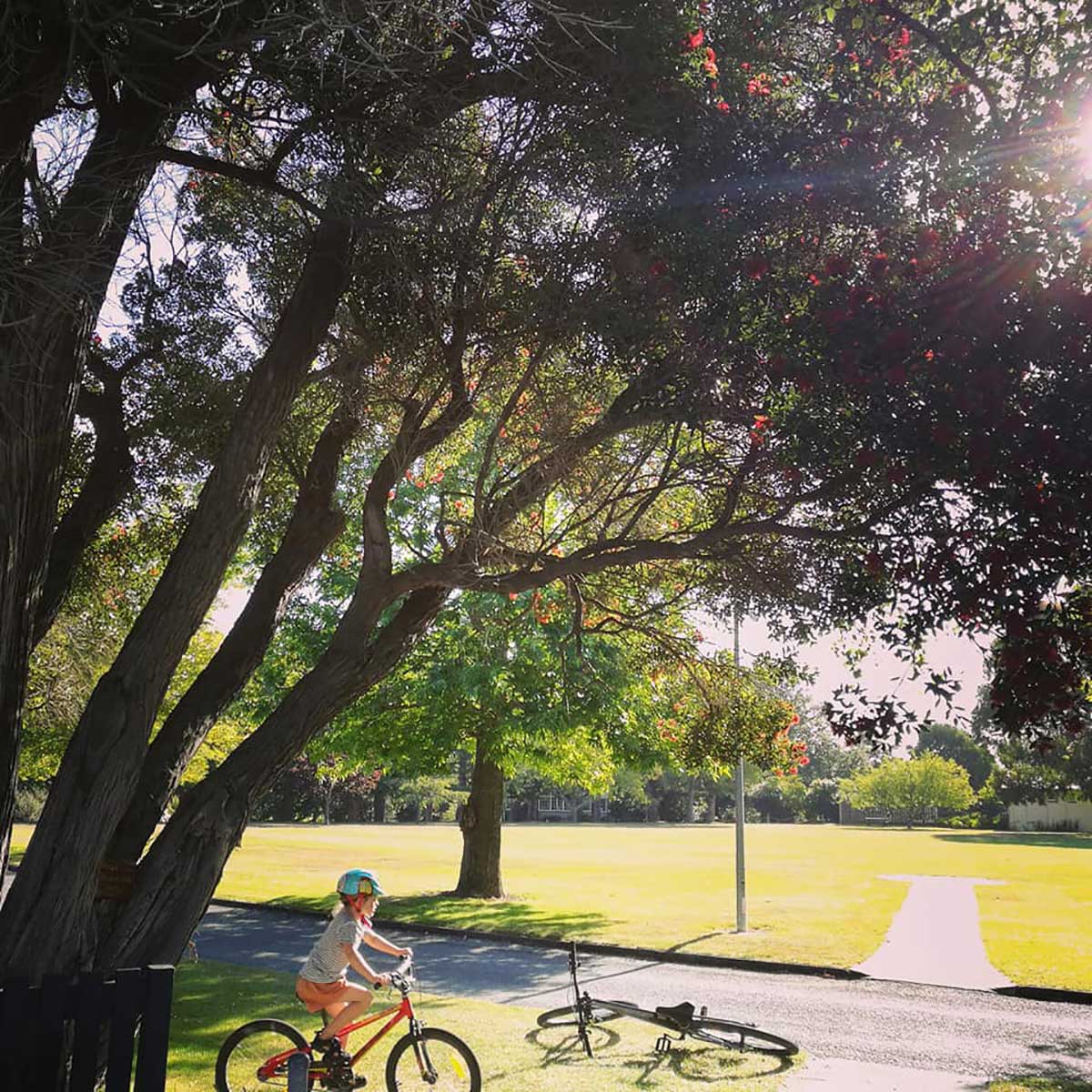 WuHooTimaru Trees Rātā 