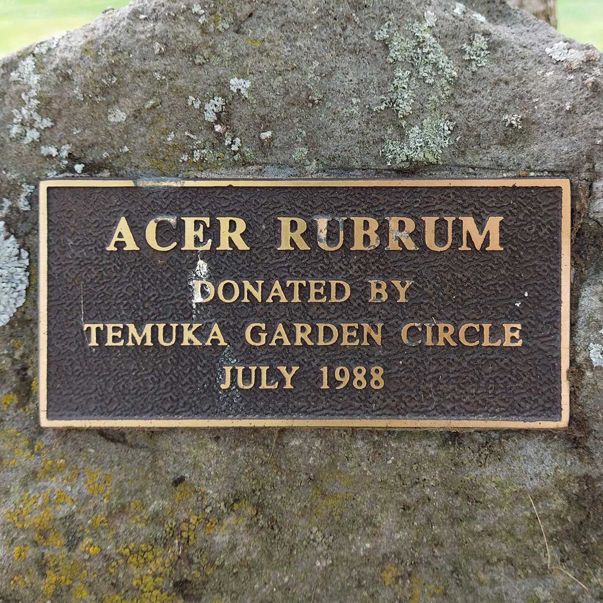 WuHooTimaru Trees Acer Tree