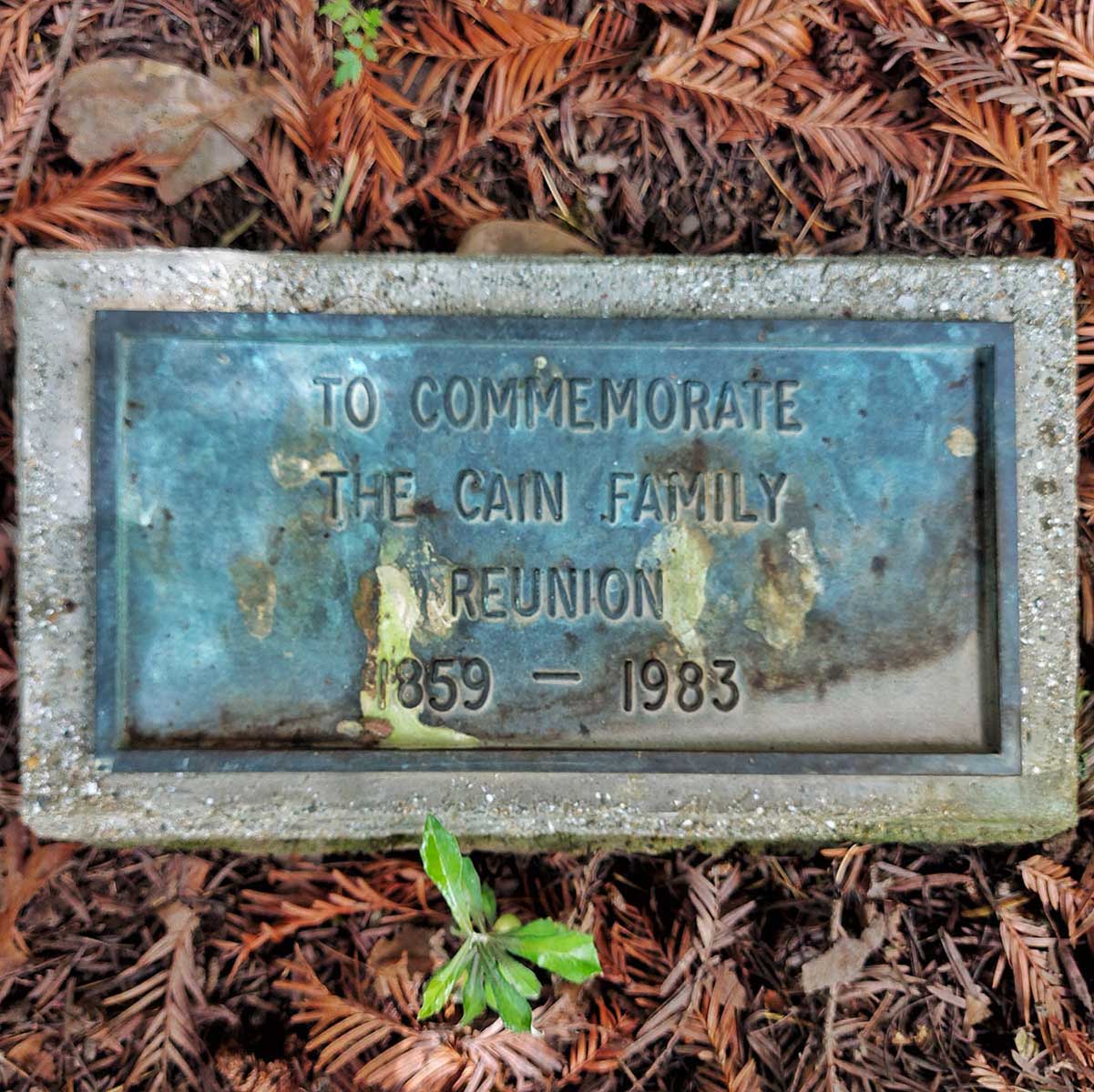 WuHooTimaru Trees Cain Family