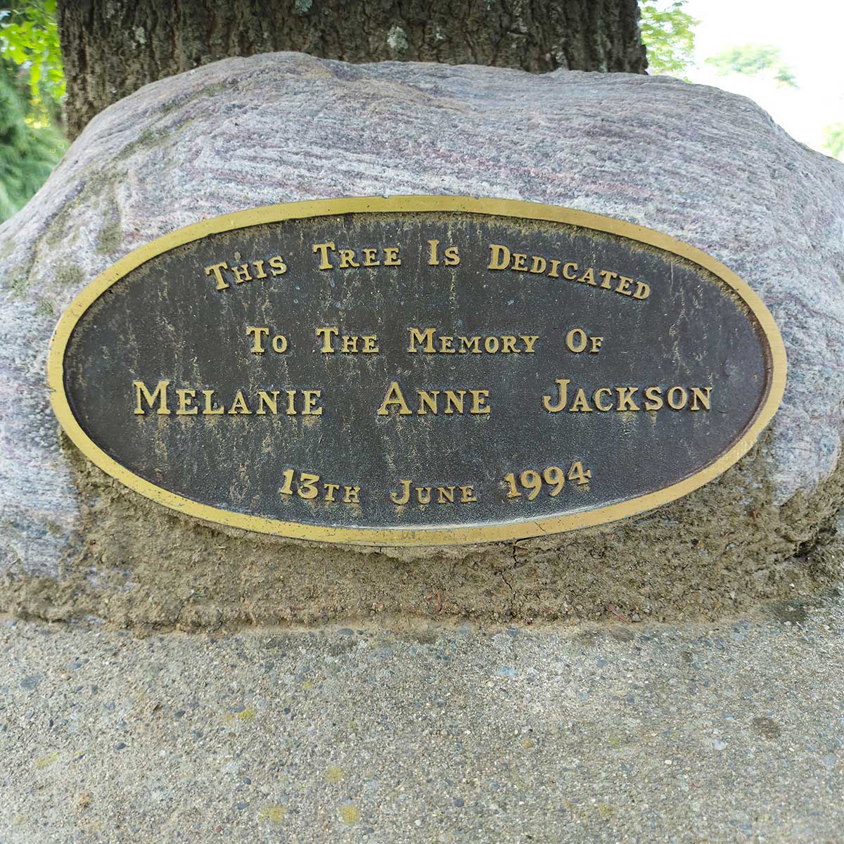 WuHooTimaru Trees Jackson 111801 01