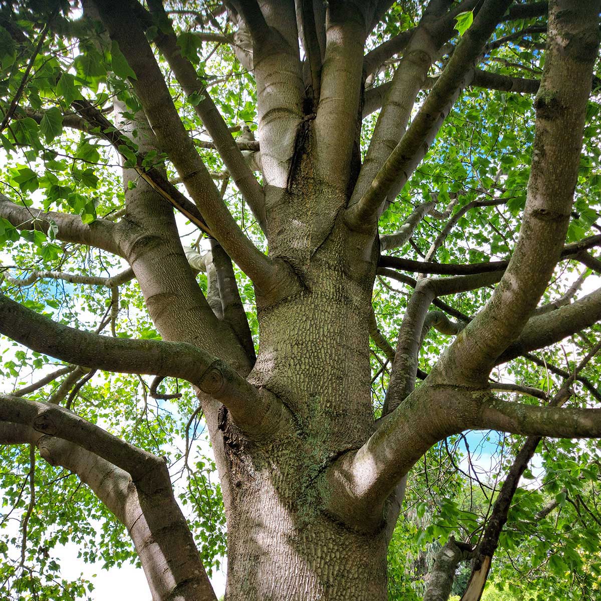 WuHooTimaru Trees Queen Silver Jubilee