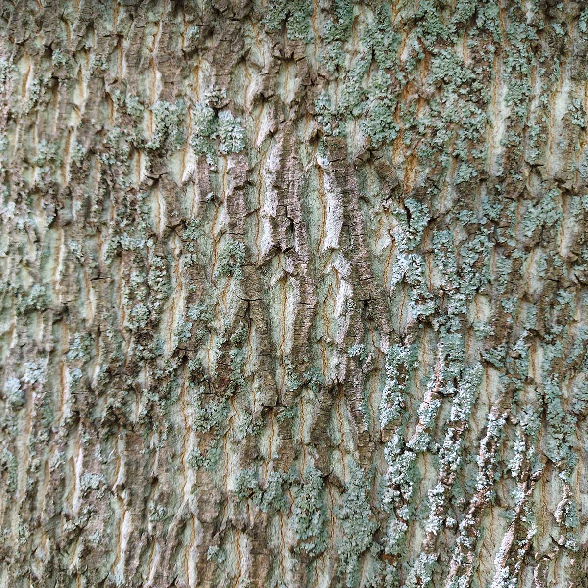 WuHooTimaru Trees Queen Silver Jubilee