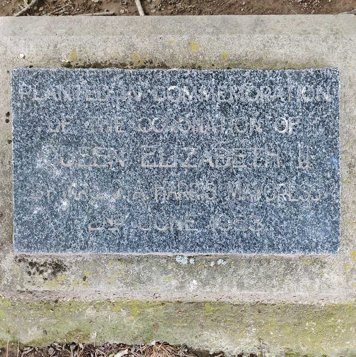 WuHooTimaru Trees QueenElizabeth TemukaDomain 2