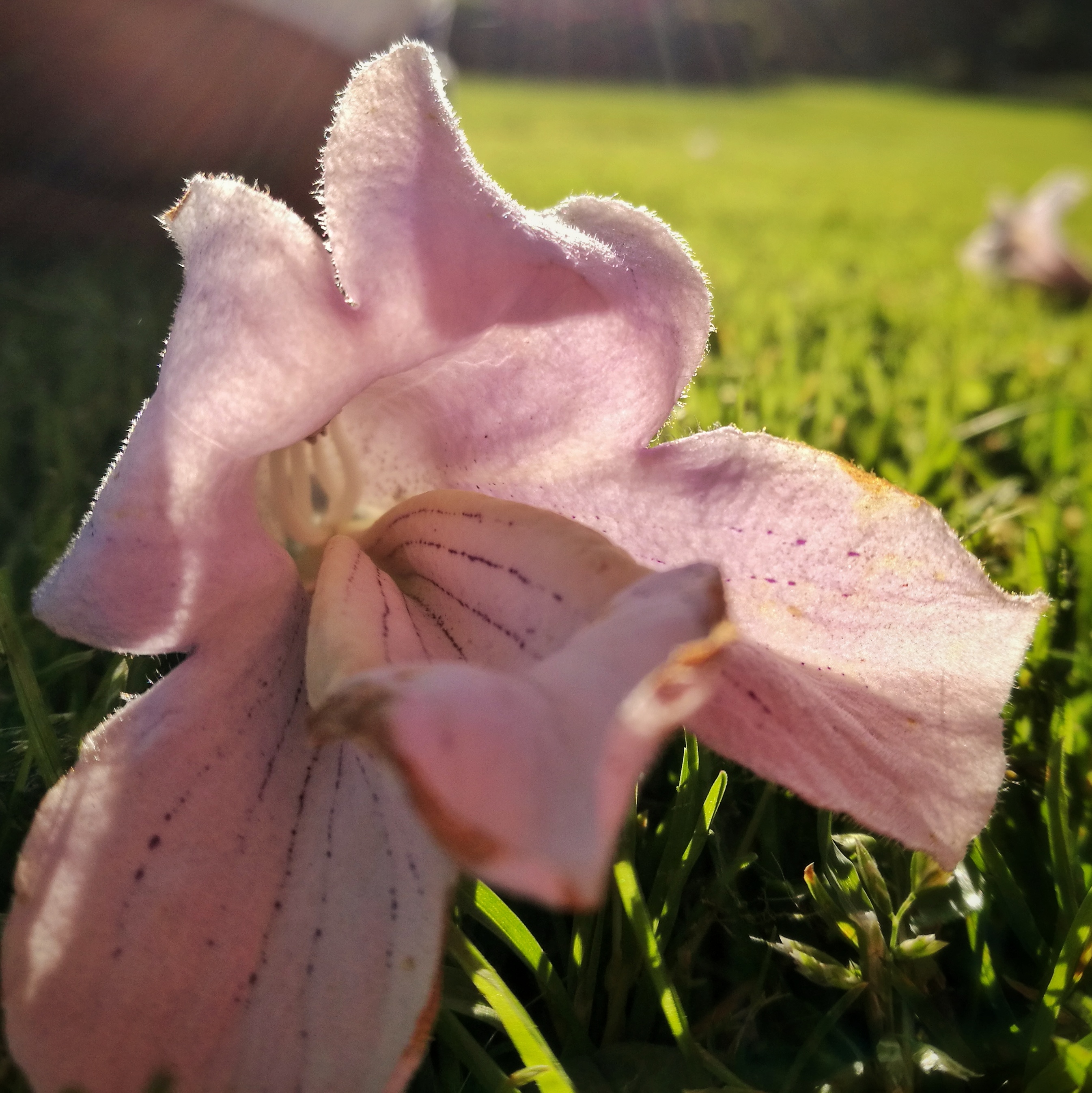 WuHooTimaru Empress Tree Botanic Gardens