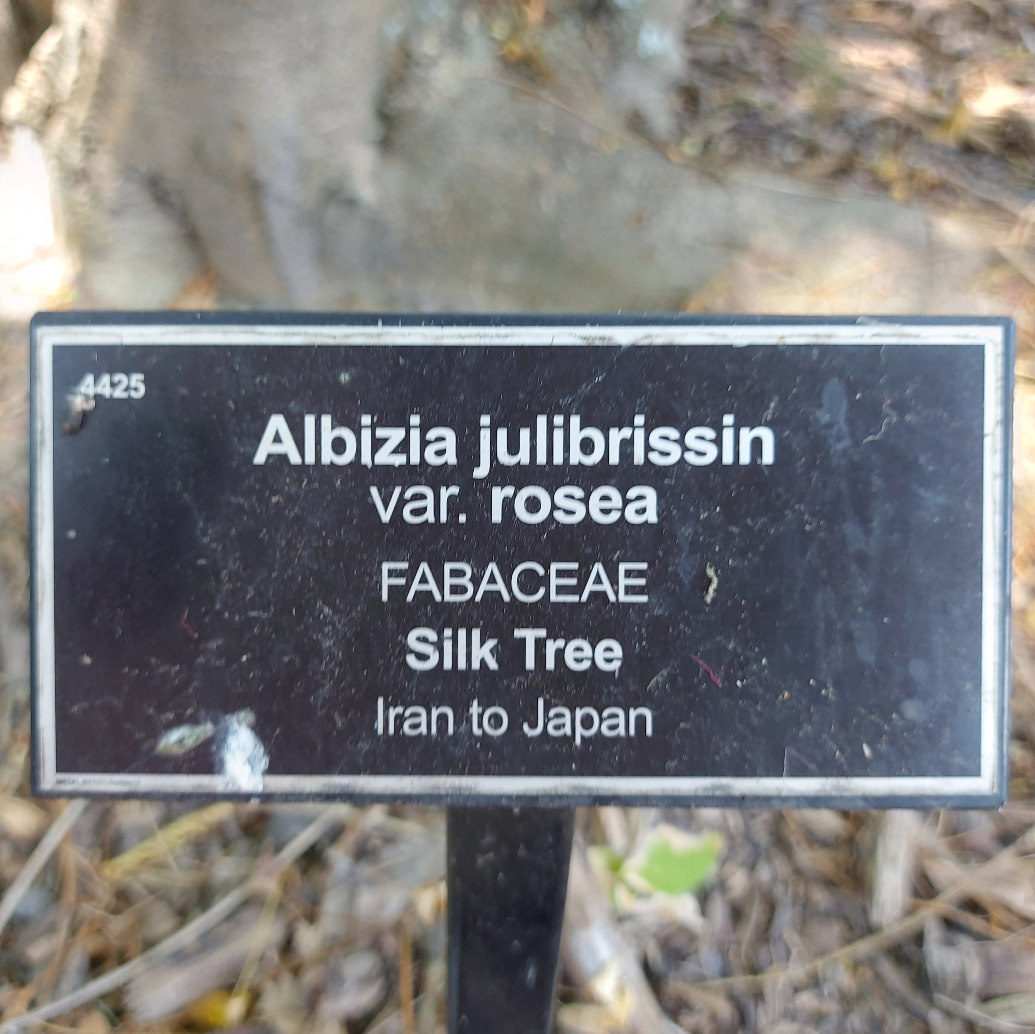 WuHoo Albizia Silk Tree Timaru Botanic Gardens 20230210 130810 01
