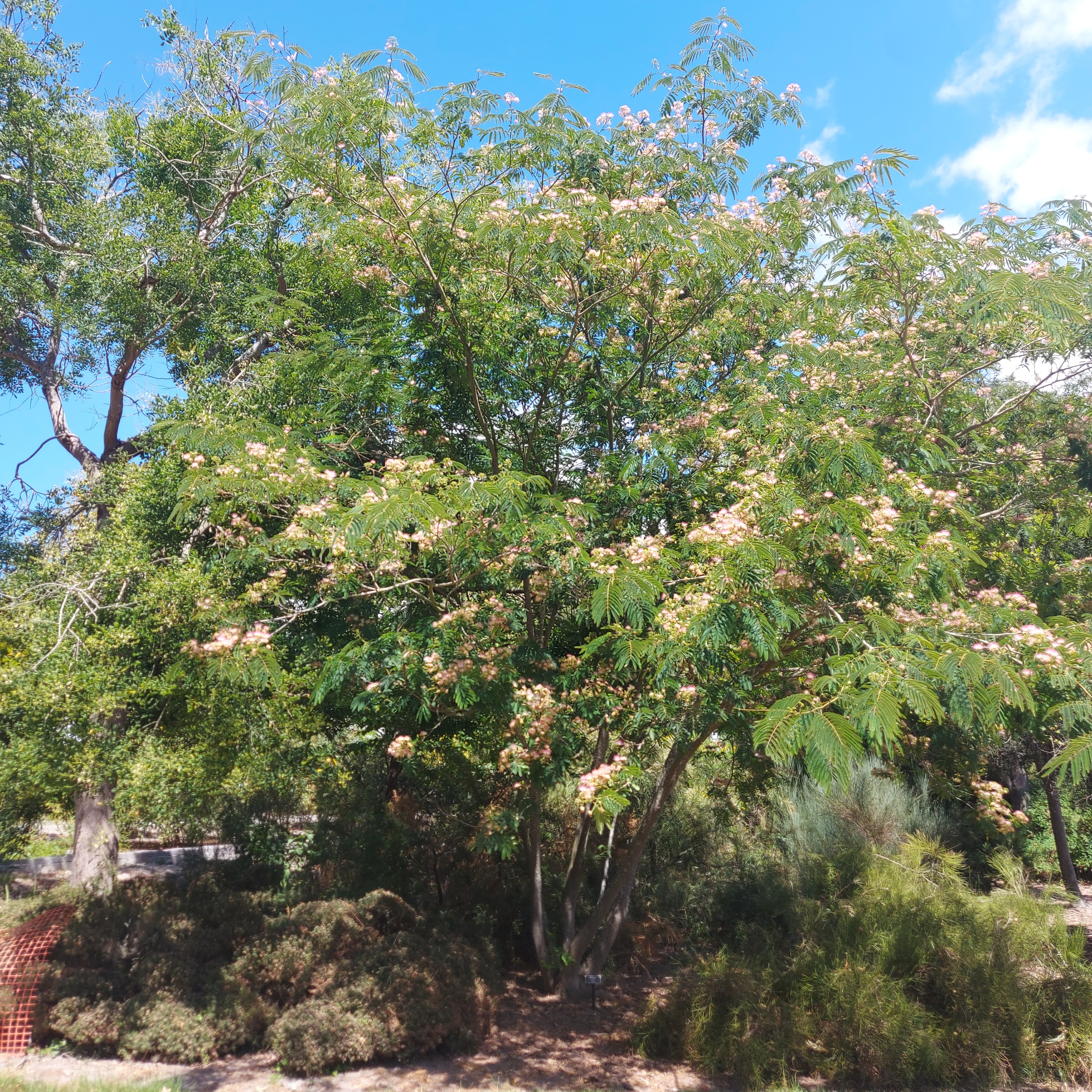 WuHoo Albizia Silk Tree Timaru Botanic Gardens 20230210 130835 01