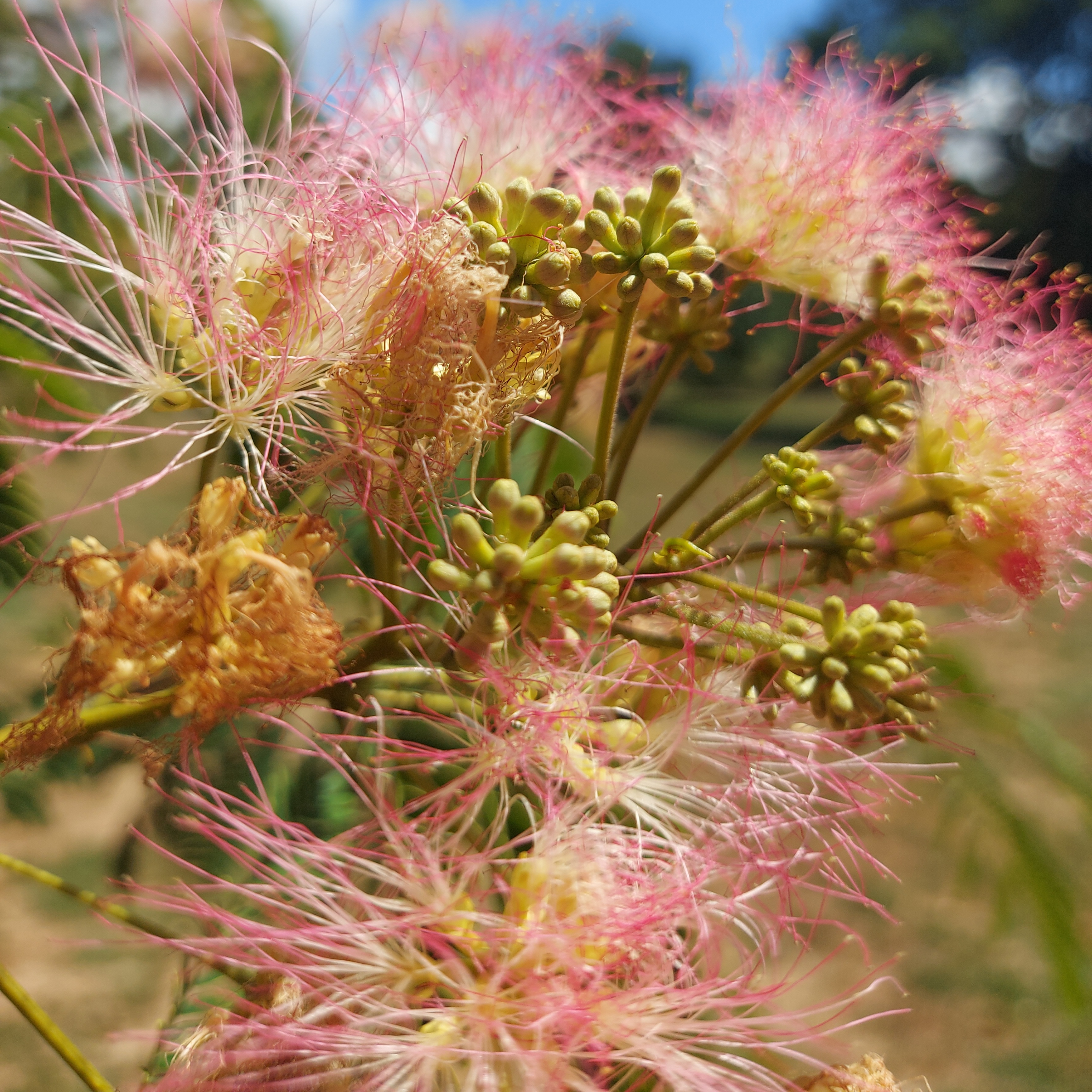 WuHoo Albizia Silk Tree Timaru Botanic Gardens 20230210 131004 01