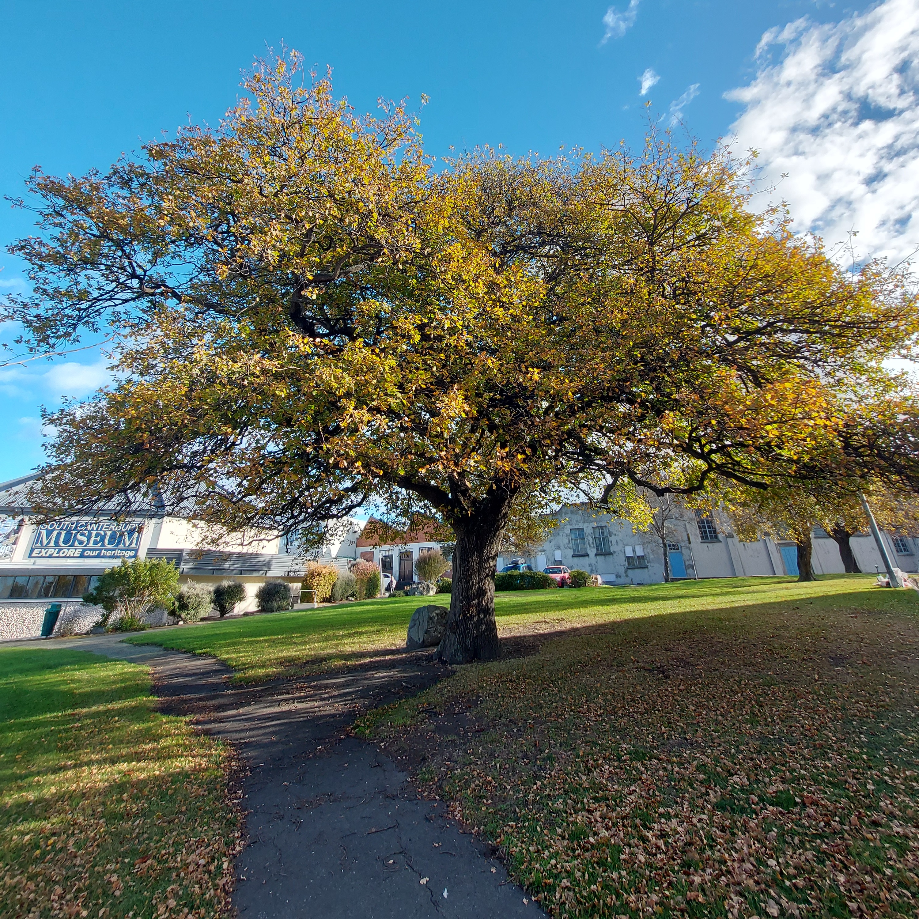 Wuhoo Burnett Oak PerthSt 20230512 144132 01