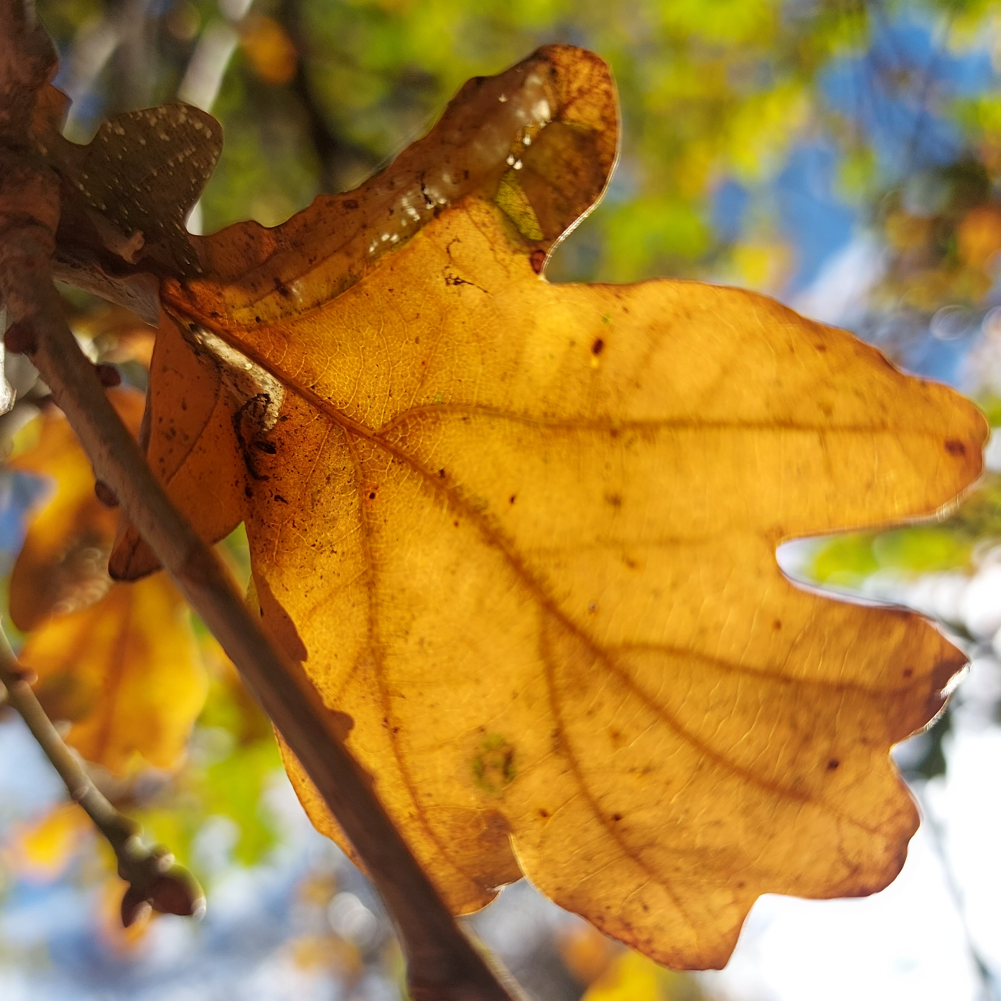 Wuhoo Burnett Oak PerthSt 20230512 144207 01