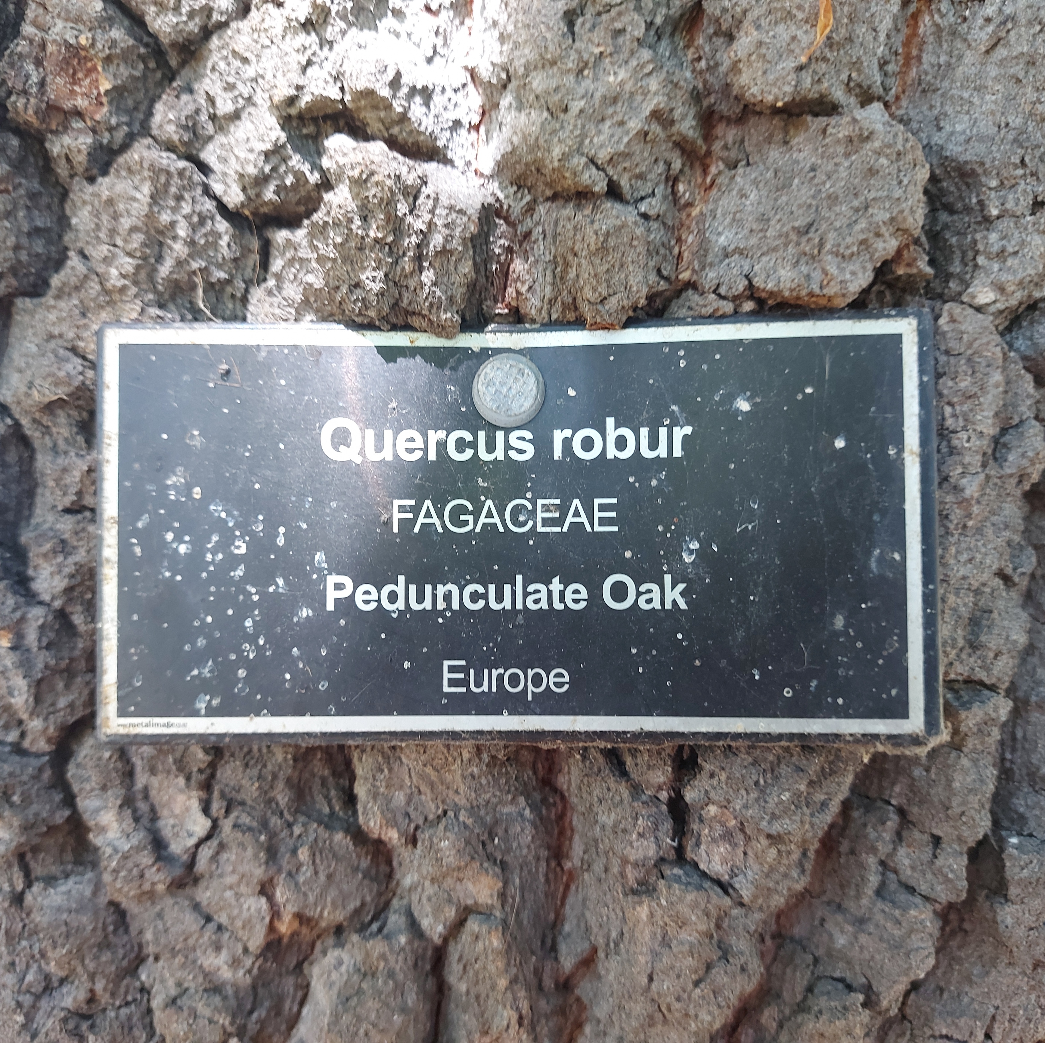 Wuhoo Proposal Oak TimaruBotanicGardens 20230210 131836 01