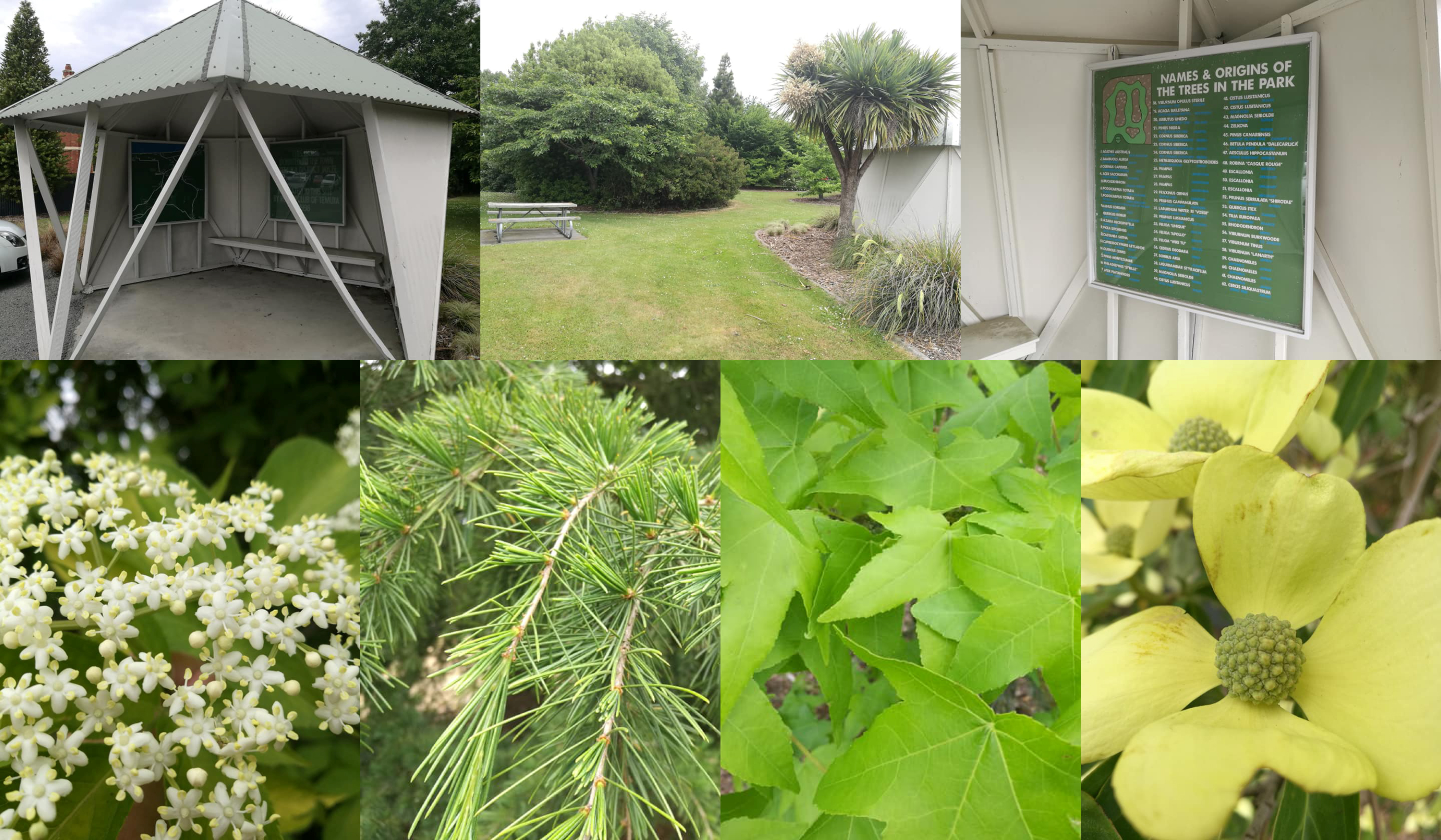 Trees Of the World Temuka 1