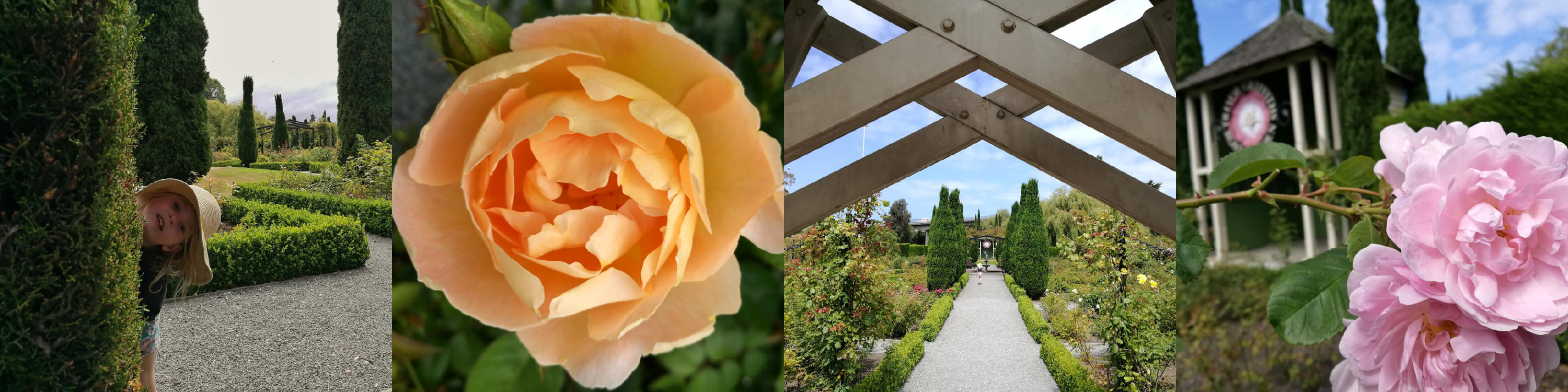 TrevorGrifithsRoseGarden2020 1