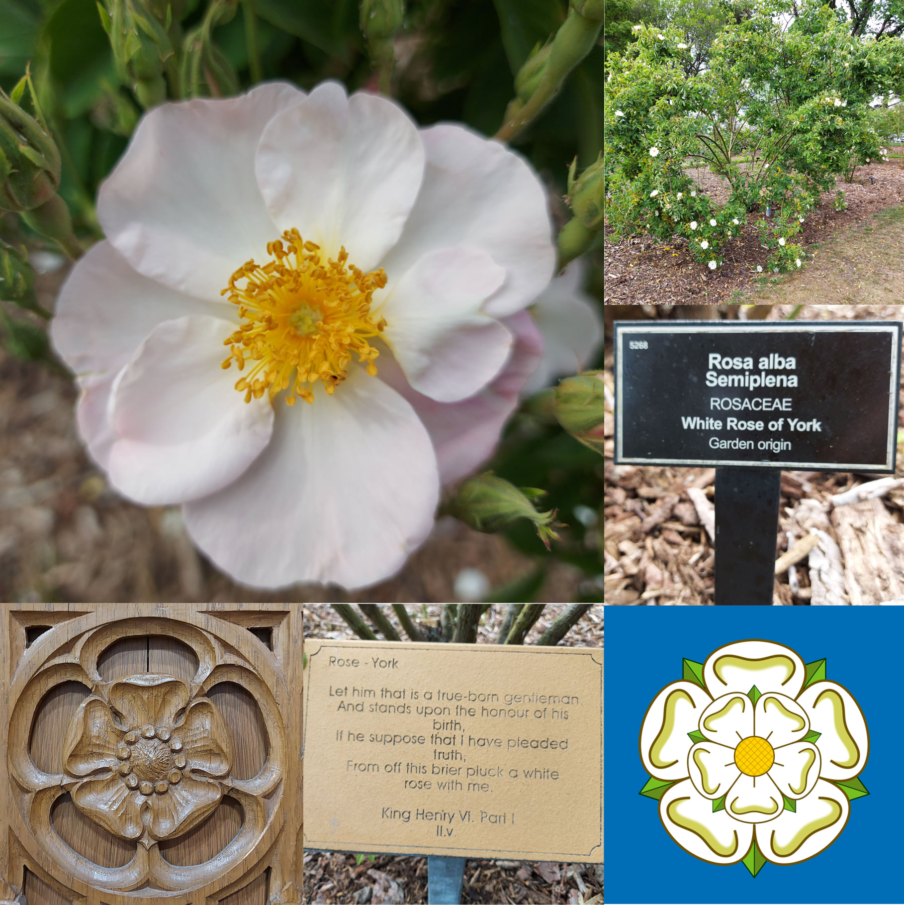 Tudor Rose Anglican Church