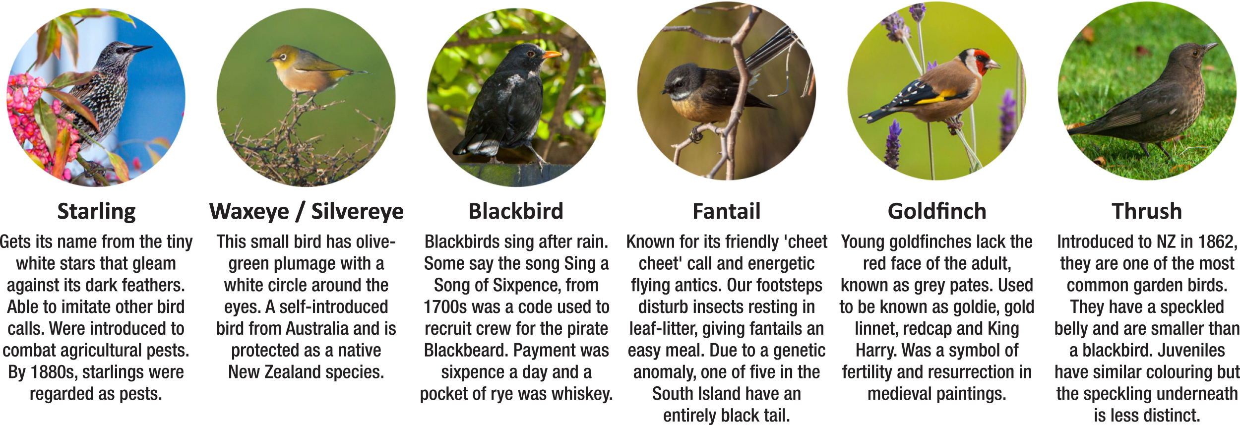 WUHOO ColourfulFacts Birds 200331 Introduced Birds