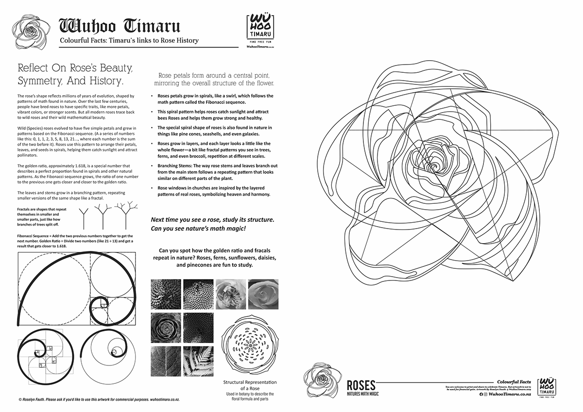 WUHOO ColourfulFacts Timaru Roses A4 Colouring Page NaturesMatchMagic 241130 2
