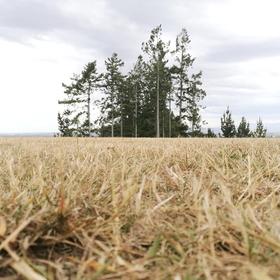 Waitohi Scenic Reserve Roselyn Fauth 2020