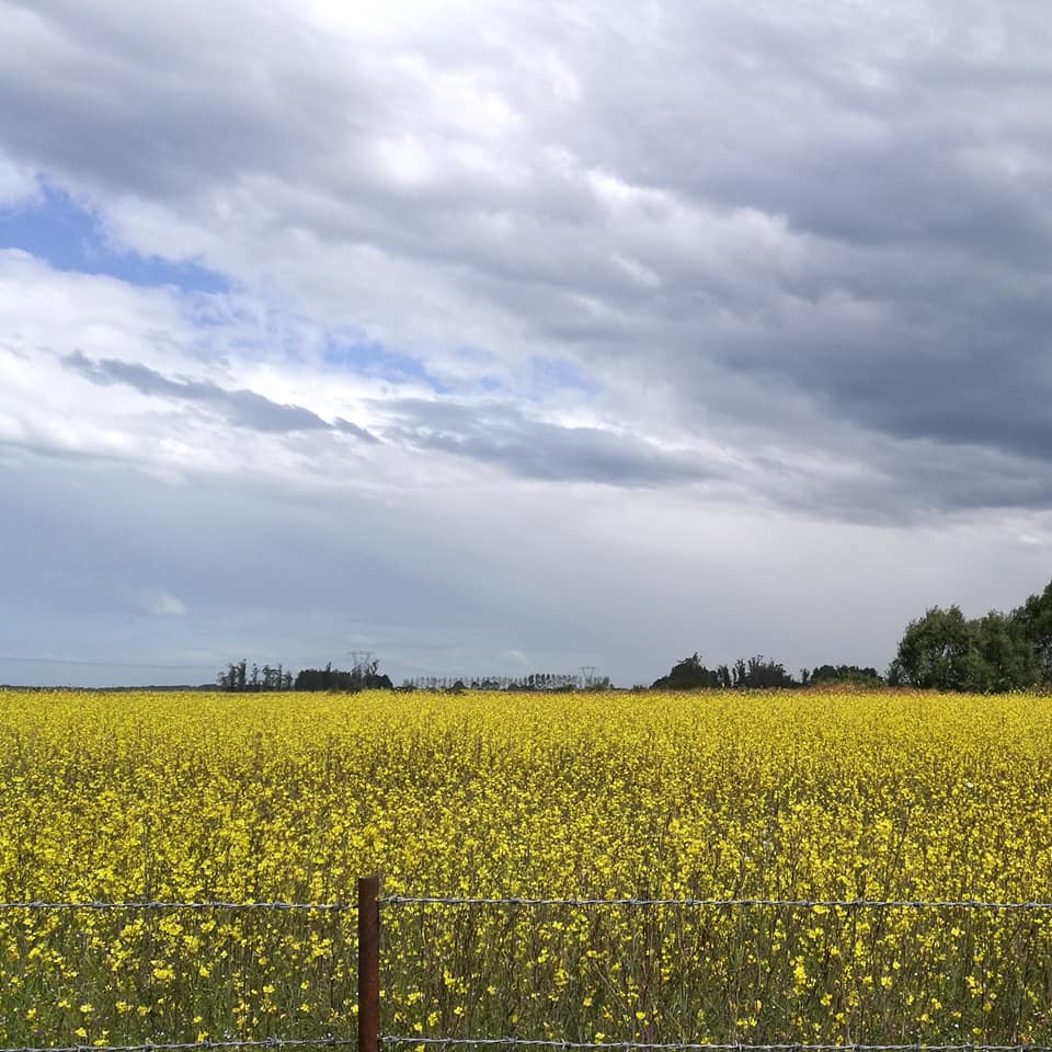 Waitohi Scenic Reserve Roselyn Fauth 2020 20