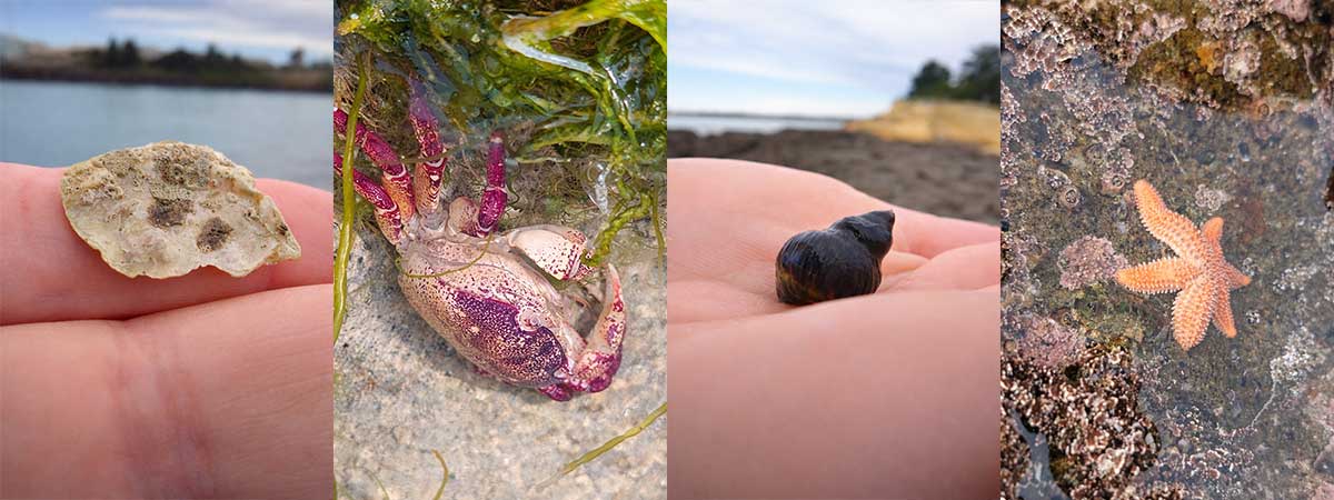 WuHooTimaru Dashing Rocks RFauth 2026 marine life