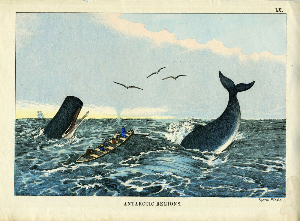 8820745470x1 Whaling