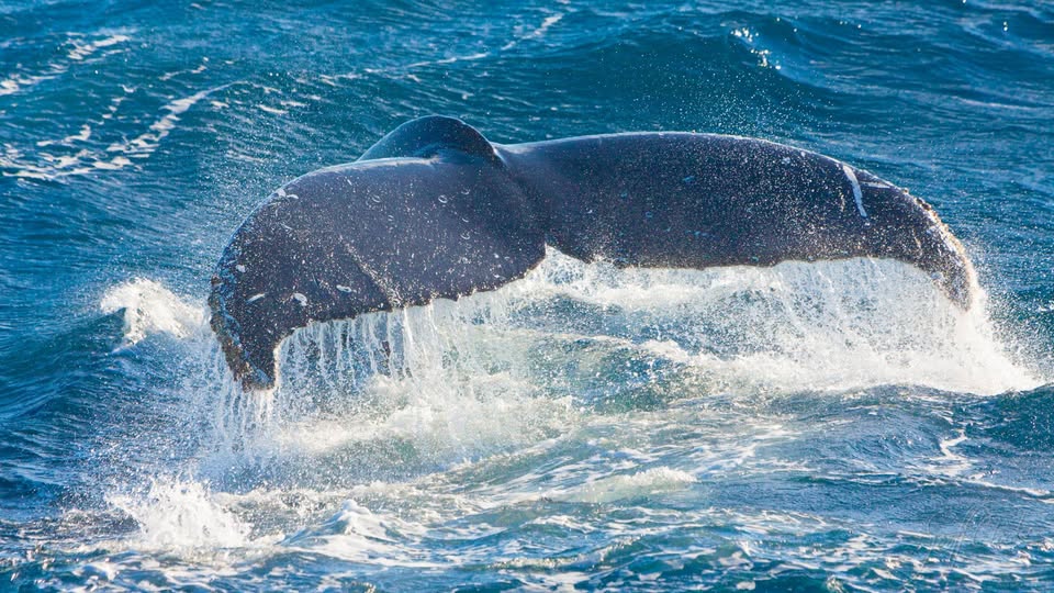 HumpbackWhale Geoff Cloake Whaling