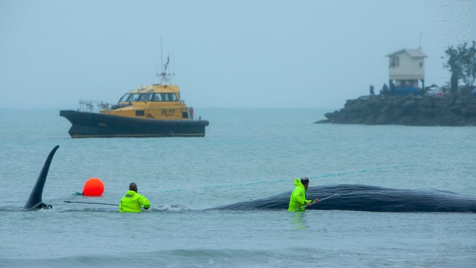 Saving a Whale at Caroline Bay Geoff Cloake Whaling