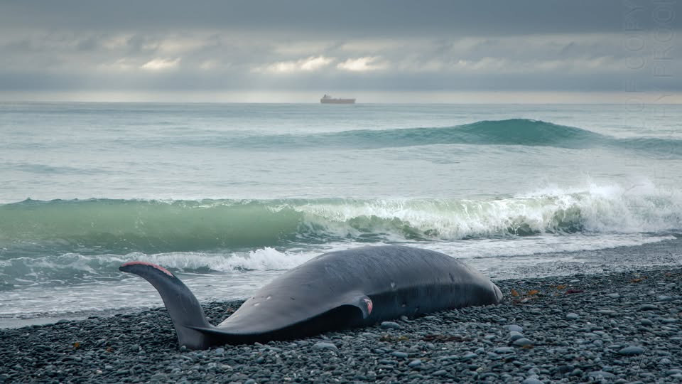 Whale Stranding Patiti Point Geoff Cloake Whaling
